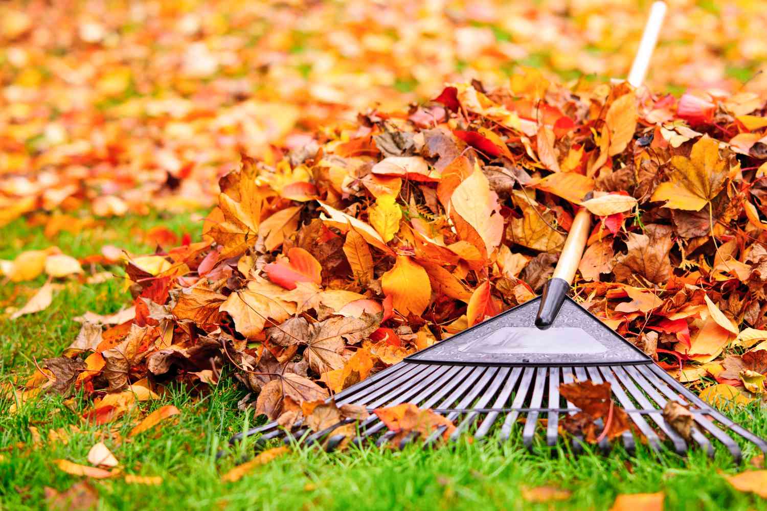Pile of autumn leaves with a rake