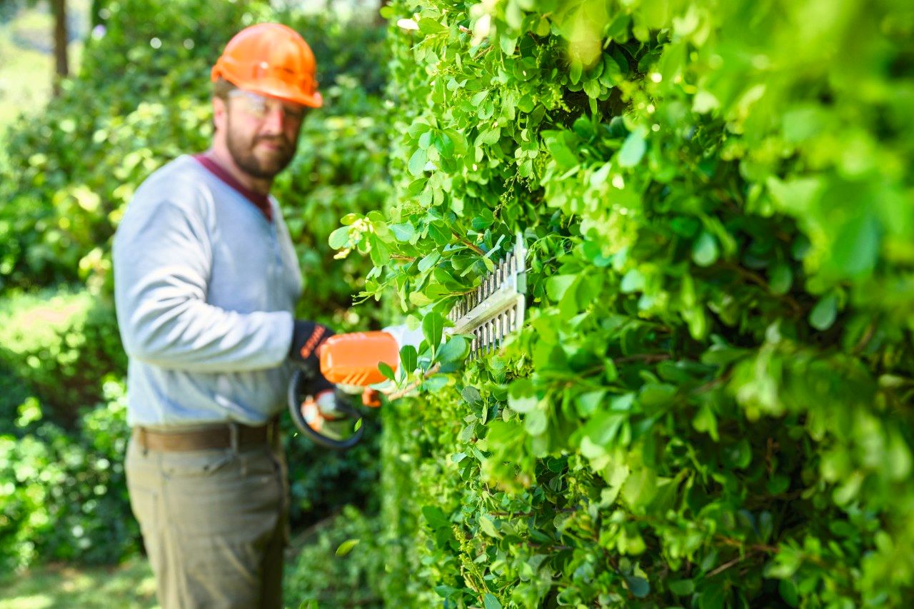 Trimming a hedge with a hedge trimmer