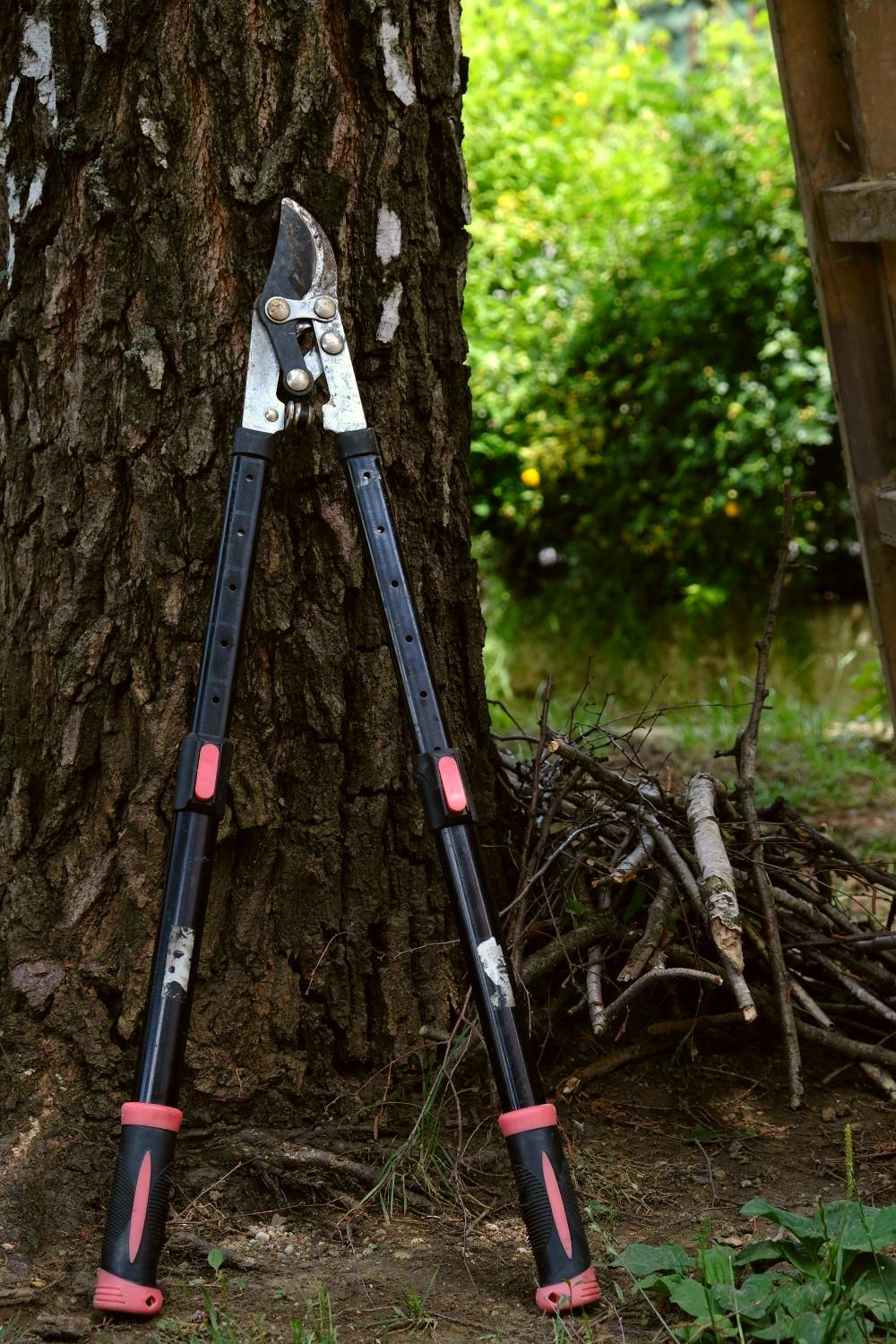 Loppers leaning against a tree